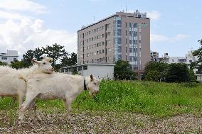 Weed-eating goats on college campus