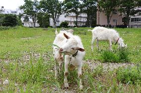 Weed-eating goats on college campus