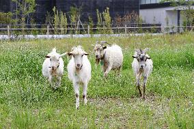 Weed-eating goats on college campus
