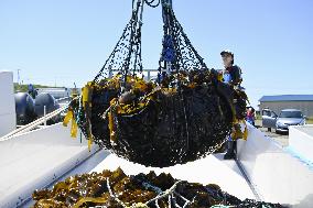Kelp harvesting season begins in Hokkaido
