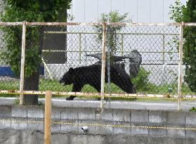 Asian black bear sighted in Fukushima