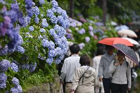 Hydrangea flowers in Tokyo