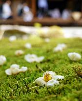 Japanese stewartia at Kyoto temple