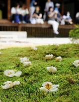 Japanese stewartia at Kyoto temple