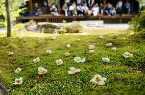 Japanese stewartia at Kyoto temple