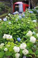 Hydrangea flowers in Hakone