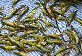 Shrimp fishing in northern Japan