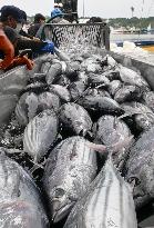 Season's 1st Bonito catch in northeastern Japan