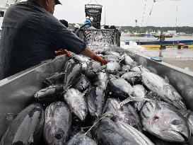 Season's 1st Bonito catch in northeastern Japan