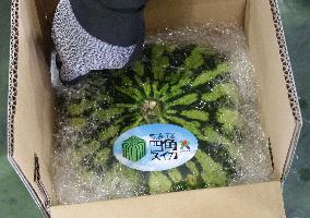 Square watermelon