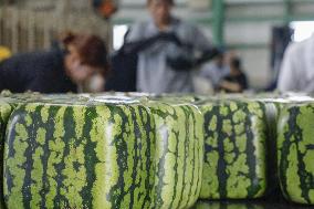 Square watermelon