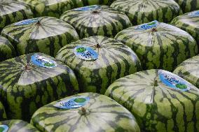 Square watermelon