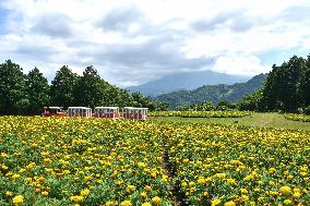 Marigold flowers in full bloom at Tottori park