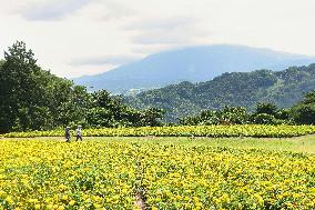 Marigold flowers in full bloom at Tottori park