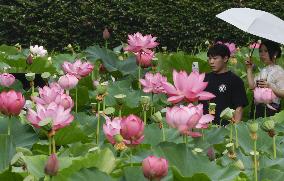 Ancient lotus flowers in eastern Japan
