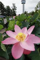 Ancient lotus flowers in eastern Japan