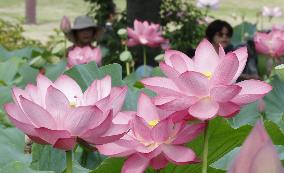 Ancient lotus flowers in eastern Japan
