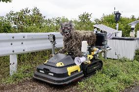 Robot wolf to scare away wild animals