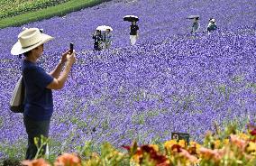 Lavender fields in northern Japan
