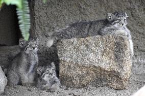 Pallas's cat kittens in Kobe