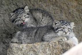 Pallas's cat kittens in Kobe