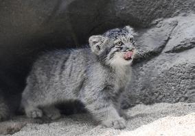 Pallas's cat kittens in Kobe