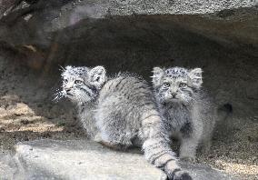 Pallas's cat kittens in Kobe