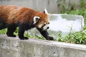Hokkaido zoo animals cool off with ice