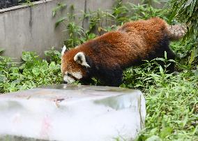 Hokkaido zoo animals cool off with ice
