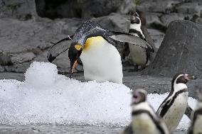 Hokkaido zoo animals cool off with ice