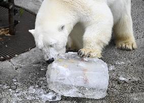 Hokkaido zoo animals cool off with ice