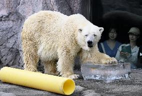 Hokkaido zoo animals cool off with ice
