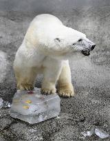 Hokkaido zoo animals cool off with ice