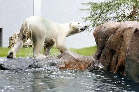 Polar bear at Osaka zoo