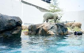 Polar bear at Osaka zoo