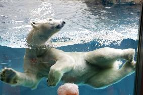 Polar bear at Osaka zoo