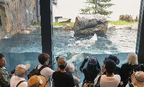 Polar bear at Osaka zoo