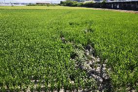 Aftermath of strong earthquake in Kumamoto