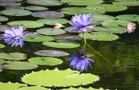 Blue water lilies in western Japan