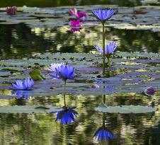 Blue water lilies in western Japan