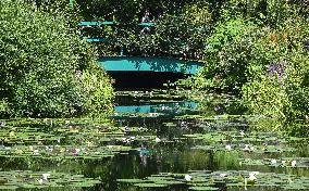 Water lilies in western Japan