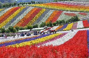Flower garden in Hokkaido