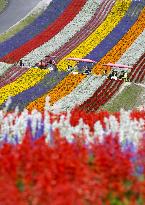 Flower garden in Hokkaido