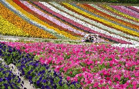 Flower garden in Hokkaido