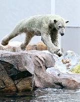 Polar bear treat at Osaka zoo