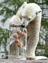 Polar bear treat at Osaka zoo