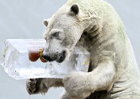 Polar bear treat at Osaka zoo