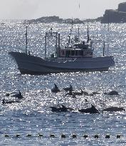 Dolphin hunt season begins in western Japan town
