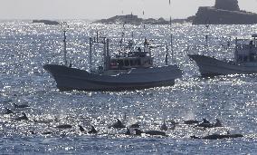 Dolphin hunt season begins in western Japan town