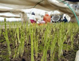 Winter asparagus in Hokkaido
